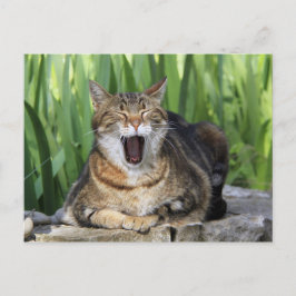 Yawning Tired Kitty Cat Niedlich Spaß Postkarte