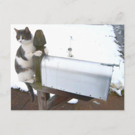 Yawning Tired Kitty Cat Niedlich Spaß Postkarte