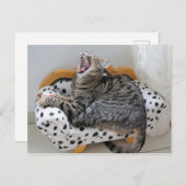 Yawning Tired Kitty Cat Niedlich Spaß Postkarte (Vorne/Hinten)