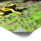 Yello Dart Frog Poster (Ecke)