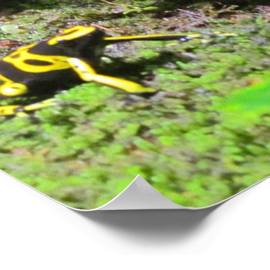 Yello Dart Frog Poster (Ecke)