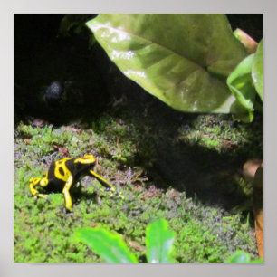 Yello Dart Frog Poster