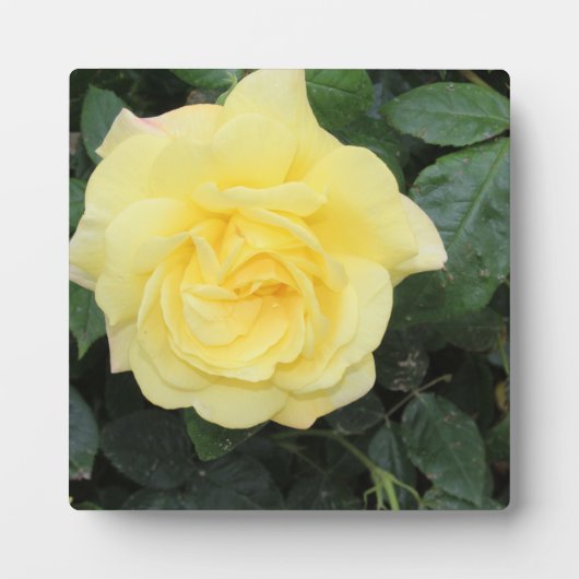 Yello-Rose Fotoplatte (Vorderseite)