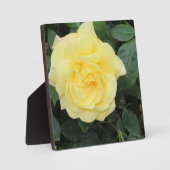 Yello-Rose Fotoplatte (Vorderseite)