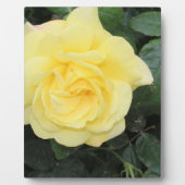 Yello-Rose Fotoplatte (Vorderseite)