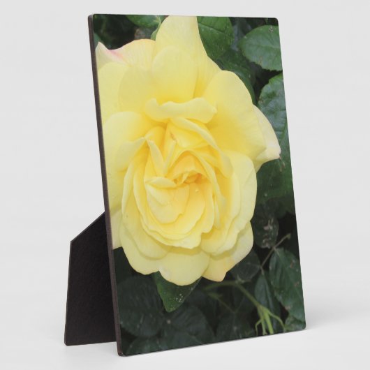 Yello-Rose Fotoplatte (Seite)