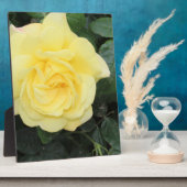 Yello-Rose Fotoplatte (Seite)