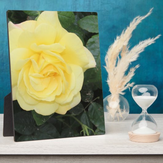 Yello-Rose Fotoplatte (Seite)