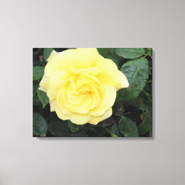 Yello-Rose Leinwanddruck