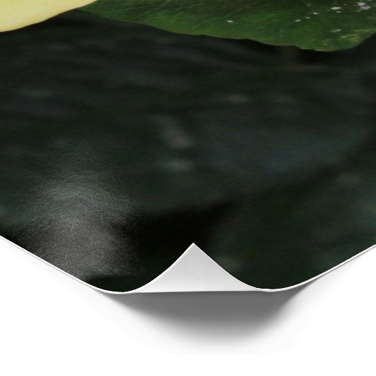 Yello-Rose Poster (Ecke)