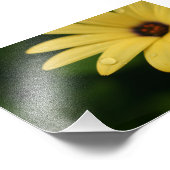 Yellow African daiscan Blume photoart Fotodruck (Ecke)