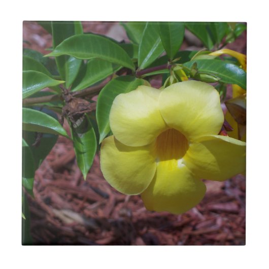 Yellow Alamanda Blume Fliese (Vorderseite)