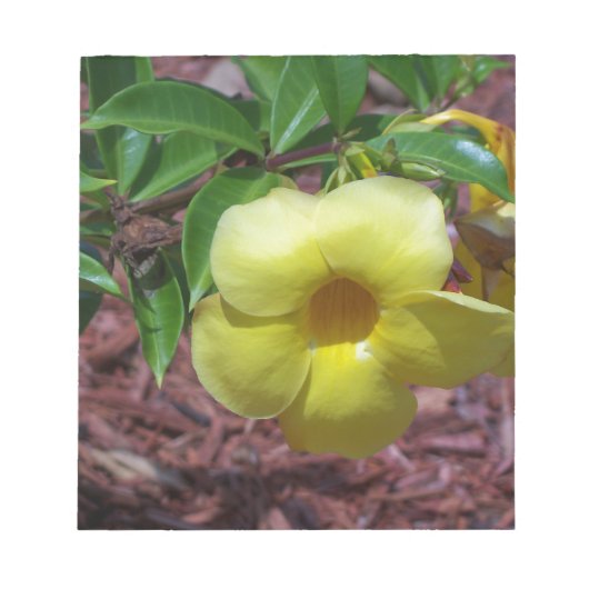Yellow Alamanda Blume Notizblock (Vorderseite)