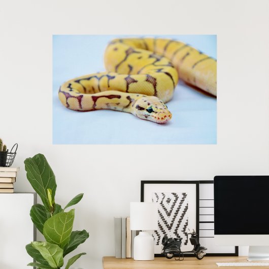 Yellow and Black Ball Python 2 Poster (Heimbüro)
