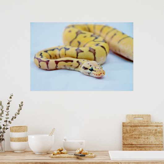 Yellow and Black Ball Python 2 Poster (Küche)