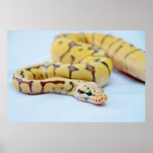 Yellow and Black Ball Python 2 Poster (Vorne)