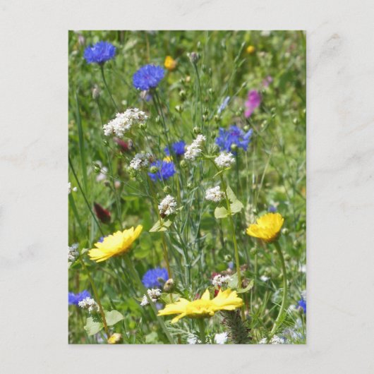 Yellow and Blue Wildblumen DIY Postkarte (Vorderseite)