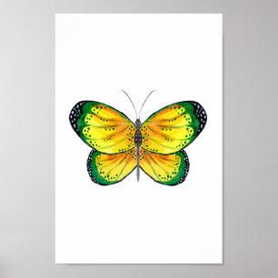 Yellow and Green Butterfly Poster