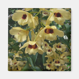 Yellow and Maroon Orchids Elegante Magnet