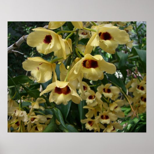 Yellow and Maroon Orchids Elegante Poster (Vorne)