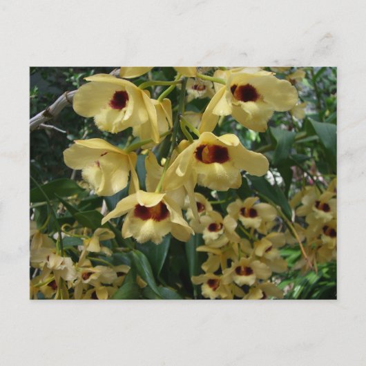 Yellow and Maroon Orchids Elegante Postkarte (Vorderseite)