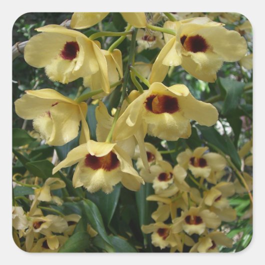Yellow and Maroon Orchids Elegante Quadratischer Aufkleber (Vorderseite)