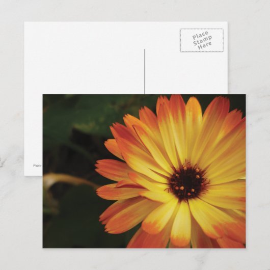 Yellow and Orange Pot Marigold Postkarte (Vorne/Hinten)