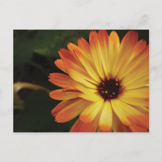 Yellow and Orange Pot Marigold Postkarte