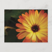 Yellow and Orange Pot Marigold Postkarte (Vorderseite)