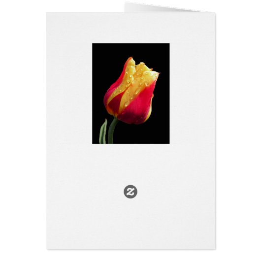 Yellow And Red Tulip (Hinten)