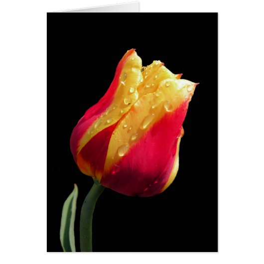 Yellow And Red Tulip (Vorne)