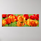 Yellow And Red Tulips Poster (Vorne)