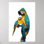 Yellow Ara von Johannes Stötter Poster (Vorne)