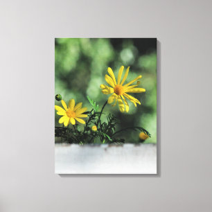 Yellow Aster Wildblumen Canvas Print Leinwanddruck