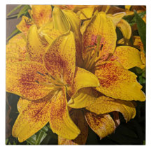 Yellow Astiatic Lily Blooms Floral