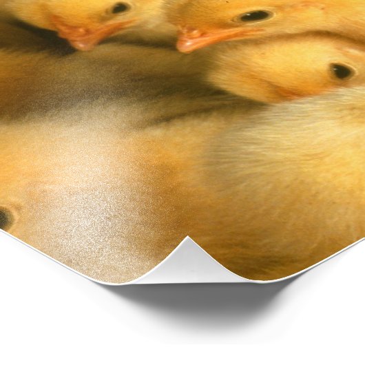 Yellow Baby Chicks Fotodruck (Ecke)