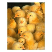 Yellow Baby Chicks Fotodruck (Vorne)