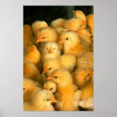 Yellow Baby Chicks Poster (Vorne)