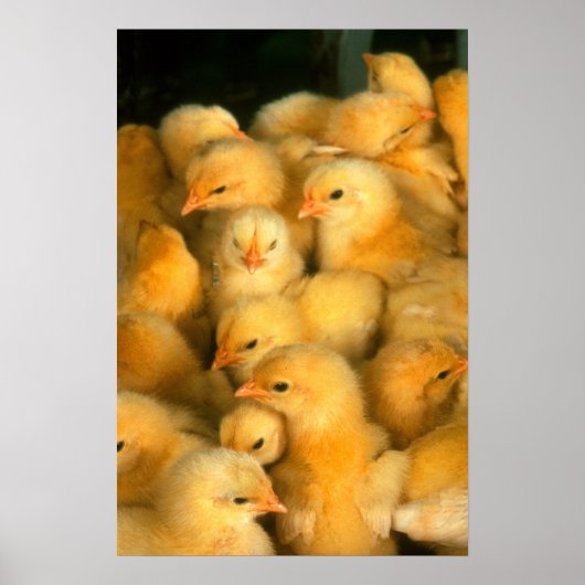 Yellow Baby Chicks Poster (Vorne)