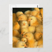 Yellow Baby Chicks Postkarte (Vorne/Hinten)