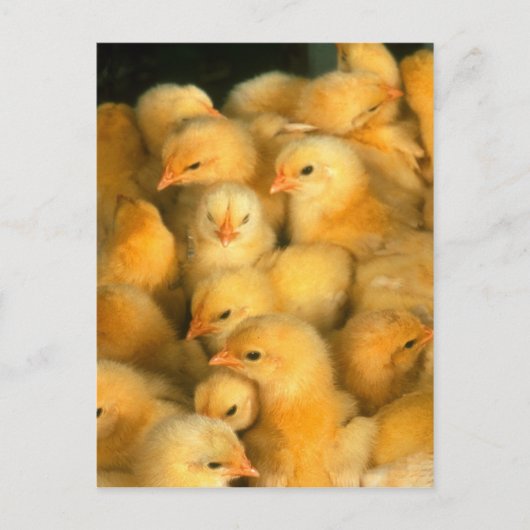 Yellow Baby Chicks Postkarte (Vorderseite)