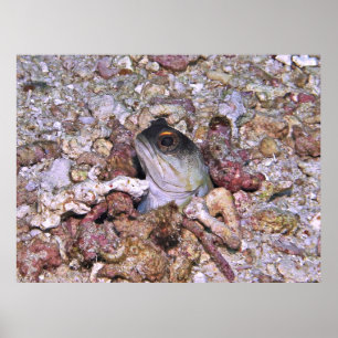Yellow Barred Jawfish Poster