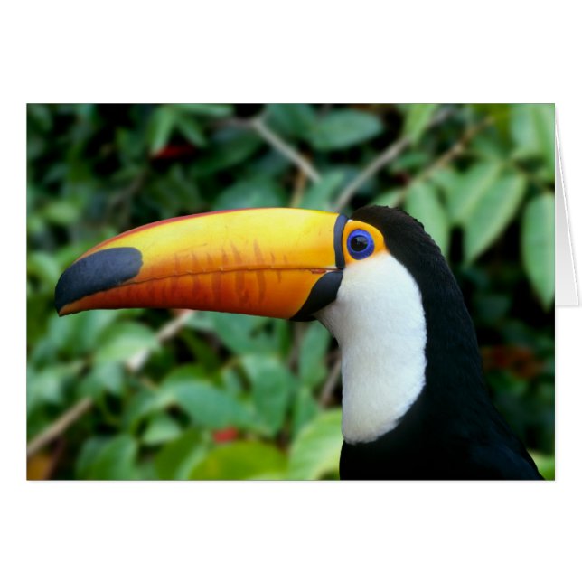 Yellow Beaked Toucan (Vorderseite (Horizontal))