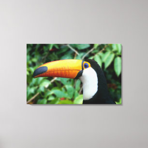Yellow Beaked Toucan Leinwanddruck