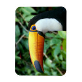 Yellow Beaked Toucan Magnet (Vertikal)