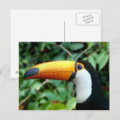 Yellow Beaked Toucan Postkarte (Vorne/Hinten)