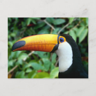 Yellow Beaked Toucan Postkarte