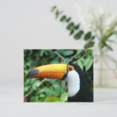 Yellow Beaked Toucan Postkarte (Stehend Vorderseite)