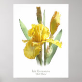 Yellow Bearted Iris Original Art Print Poster (Vorne)