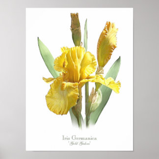 Yellow Bearted Iris Original Art Print Poster